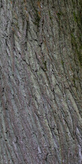 The texture of a tree bark.