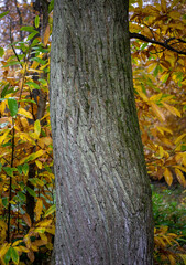 Tree showing bark texture