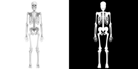 3D rendering illustration of a stylized complete human skeleton anatomy - obrazy, fototapety, plakaty