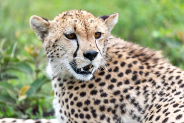 Proud cheetah attentive overlooking its neighborhood at Lake Ndutu, Tanzania, Africa.