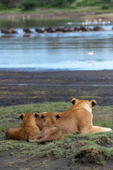 A mother lion and her cubs watch interested and attentive the wildebeest crossing the Lake Ndutu, Tanzania, Africa.