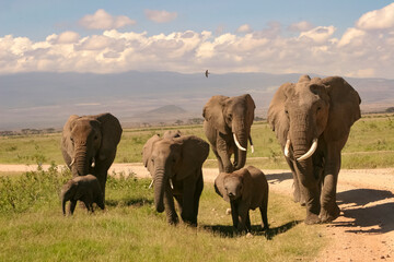 Naklejka na ściany i meble Paysage Famille Eléphants éléphanteaux Loxodonta africana devant le Kilimandjaro au Kenya