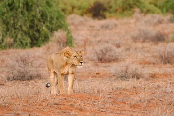 Lion en safari big five au Kenya