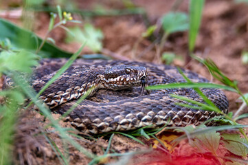Close-up Middle Viper or Vipera renardi coiled up on the ground