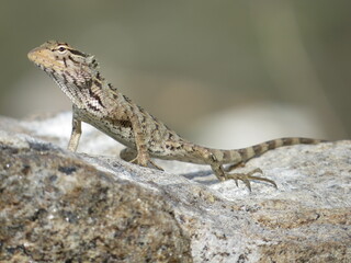 Basking Indian lizard