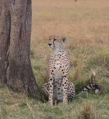 portrait of cheetah sitting alert under a tree and looking for prey in the wild savannah of the masai mara, kenya,