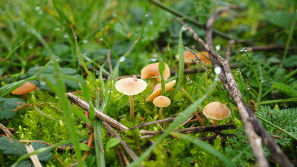 kleine pilze