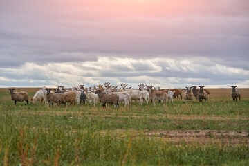 a herd of sheep and goats grazing in a meadow