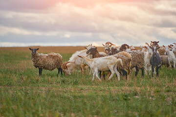 a herd of sheep and goats grazing in a meadow