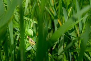 green grass with dew drops