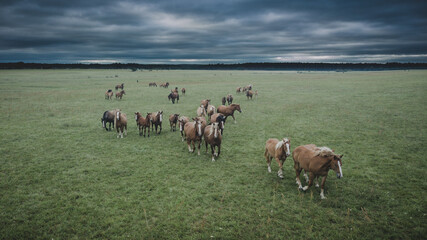 Drone photography of horse herd