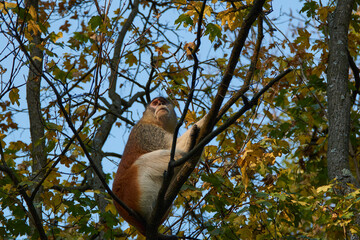 The common patas monkey (Erythrocebus patas), the wadi monkey or hussar monkey climbing on a tree