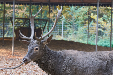 The red deer (Cervus elaphus) male portrait close up stag