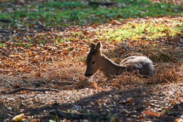 A deer sitting on grass at sunset