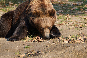 brown bear (Ursus arctos) resting