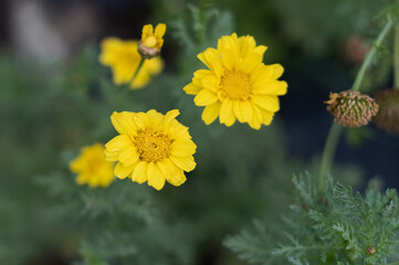 Chrysanthème comestible