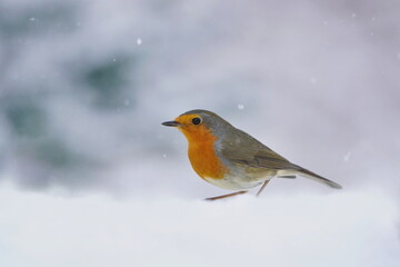 cute redbreast sitting in the snow. Winter scene with song bird. Erithacus rubecula. European robin in winter.
