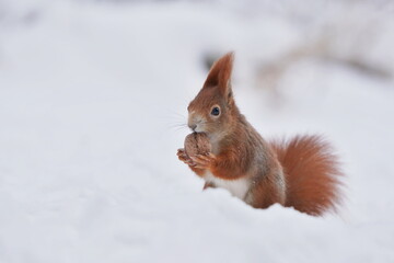 Winter scene with a cute red squirrel. Europen squirrel sits in the snow and eats a nut. Sciurus vulgaris