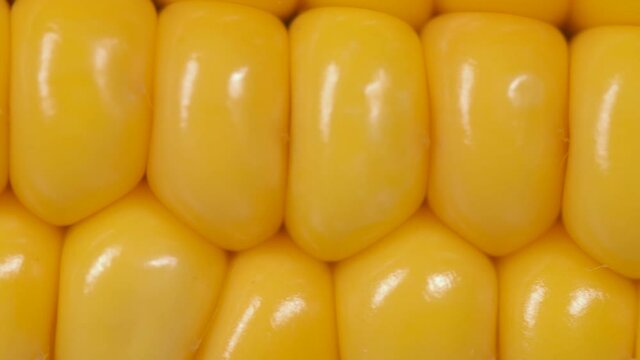 Corn Seeds Texture, Agriculture Healthy Natural Nutrition. Macro View Yellow Grains Corn Cob Background Food Organic Close Up. Closeup Fresh Sweet Corn on Cob, Ingredient Prepare for Organic Food.