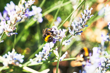 Beautiful bee on lavender plant closeup image