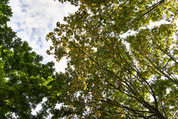 Beautiful tree outdoor image