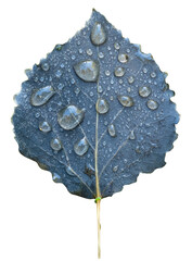 Isolated Leaf With Water Droplets