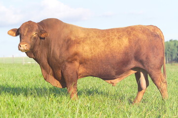 touro raça brangus - touro red angus