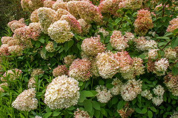 Massif d'hortensia paniculé (hydrangea paniculata) en gros plan