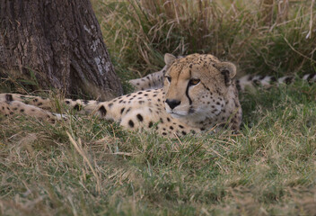 Naklejka na ściany i meble cheetah resting in grass and watching for prey in the wild plains of the masai mara, kenya