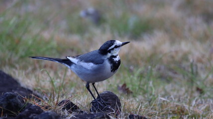 芝の上で遊んでいるハクセキレイの写真