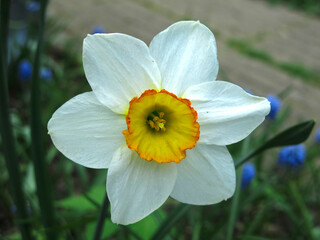 white narcissus with a yellow center blooms in the garden in spring