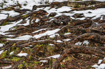 Root System Of Trees