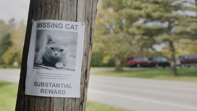A leaflet with information about the missing cat hangs on a wooden pole near the road. In a typical U.S. suburb