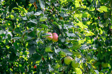 juicy, ripe apples, illuminated by the rays of the sun on the branch of an apple tree.autumn fruit...