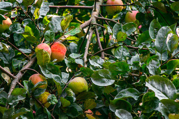 juicy, ripe apples, illuminated by the rays of the sun on the branch of an apple tree.autumn fruit...