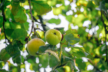 juicy, ripe apples, illuminated by the rays of the sun on the branch of an apple tree.autumn fruit...