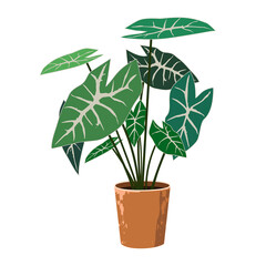 Fototapeta na wymiar Tropical room plant in flat style. Vector image isolated on a white background. For room design and decoration.