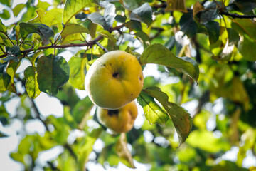 juicy, ripe apples, illuminated by the rays of the sun on the branch of an apple tree.autumn fruit...