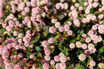 淡いピンクのヒメツルソバの花