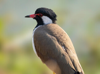 Portrait of Red-wattled Lapwing (Vanellus Indicus).