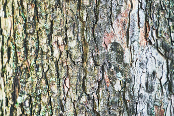Beautiful tree bark texture image
