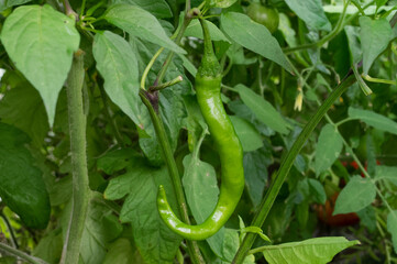 Piment doux fushimi (Capsicum annuum)