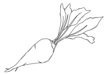 Sugar beet Beetroot with leaves. Harvest. Vector illustration. Linear hand drawing, outline