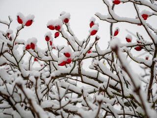Rosehip in the snow. Rosehip berries in winter.