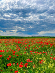 poppy field with blooming poppies in spring against a blue sky background