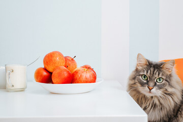 Gray fluffy cat sitting at table in kitchen and looking at camera with green eyes. Curious funny hungry pet and apples. Animal theme