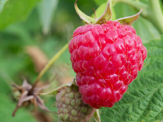 A single ripe raspberry berry, macrophoto. Ripe pink berry.