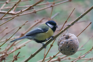Great tit eating in winter - Parus major