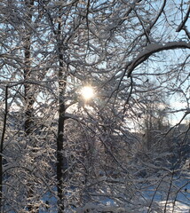 Sun shining early morning through the branches of a snowy winter trees 