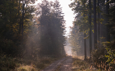 Leśna droga o poranku we mgle.